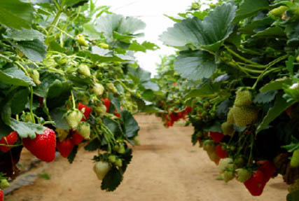 hanging strawberry plants under cover