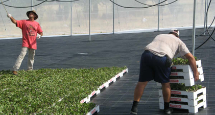 hanging strawberry plants under cover